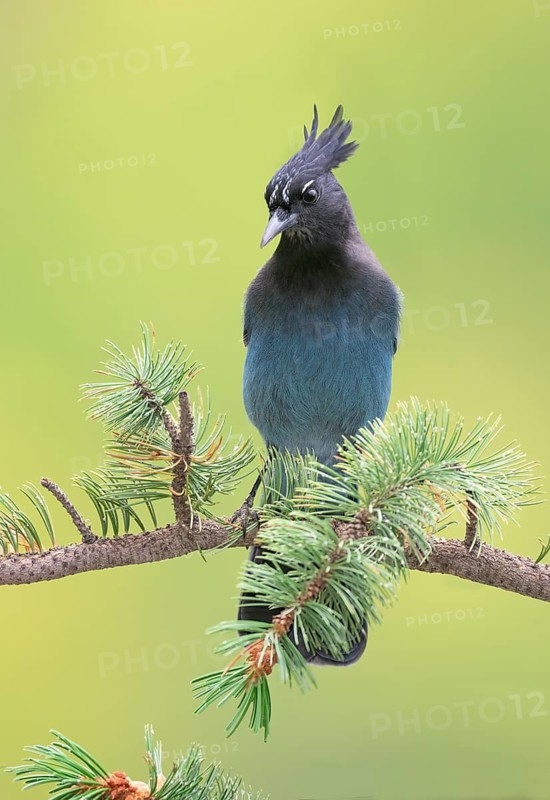 Steller's Jay (Cyanocitta stelleri) perched on a conifer branch, Colorado, USA