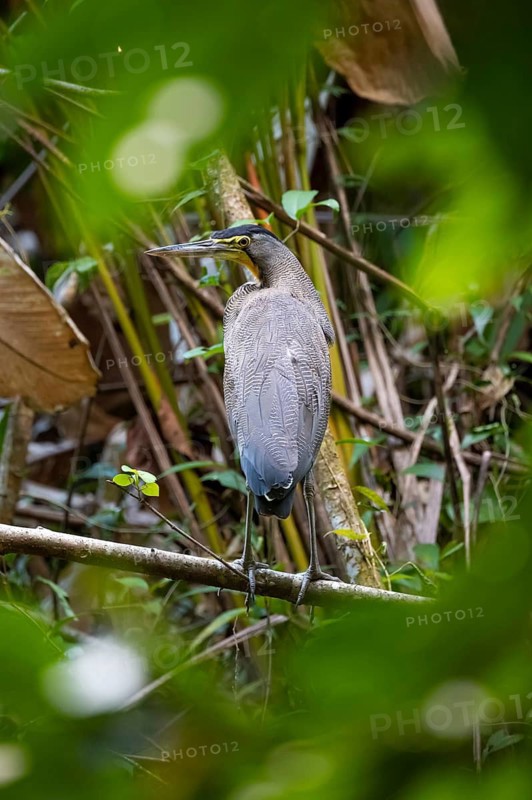 Bare-throated Night Heron (Tigrisoma mexicanum), Corcovado National Park, Osa Peninsula, Puntarena Province, Costa Rica