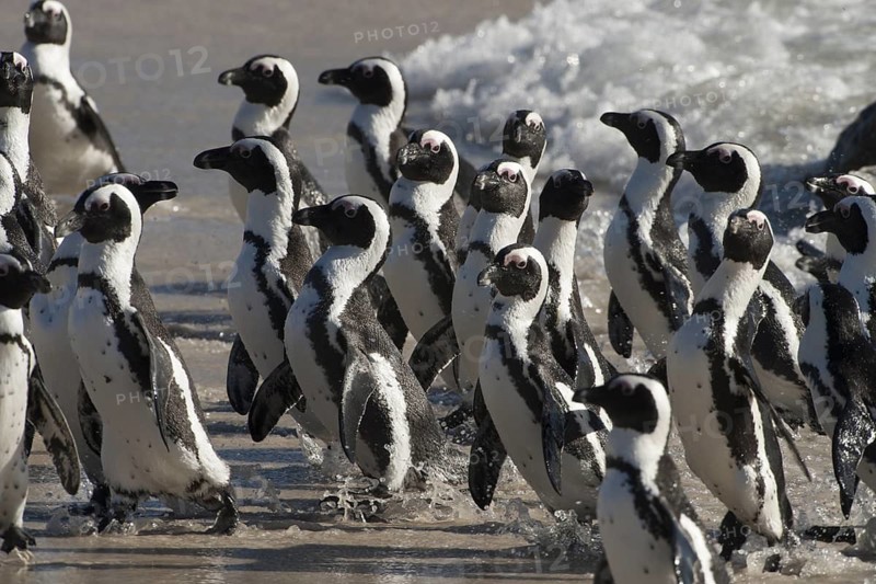 African Penguin (Spheniscus demersus) group coming ashore, South Africa