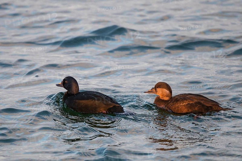 Common Scoter (Melanitta nigra) pair, Mecklenburg-Western Pomerania, Germany