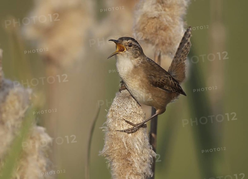 Marsh Wren (Cistothorus palustris) singing, Ohio, USA
