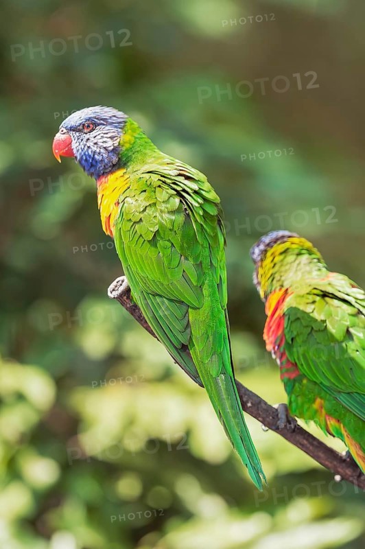 Rainbow Lorikeets (Trichoglossus haematodus), Lone Pine Koala Sanctuary, Brisbane, Queensland, Australia