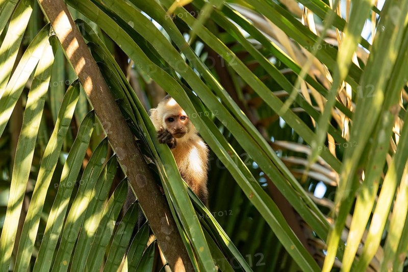 Capuchin monkey looks through leaves directly at camera, Osa Peninsula, Puntarenas, Costa Rica
