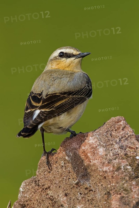 Northern Wheatear. Steinschmätzer, Chasco-cinzento, Oenanthe oenanthe, Collalba Gris, Culbianco olartico, Traquet motteux
