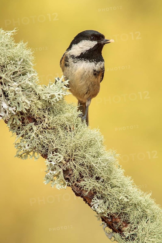 Coal Tit (Periparus ater) perched on a branch, Galicia, Spain