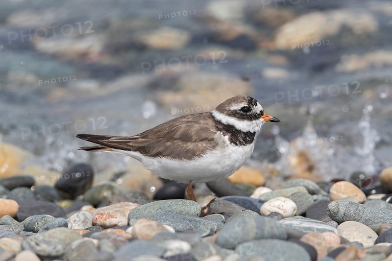 Common Ringed Plover (Charadrius hiaticula), Wales, United Kingdom