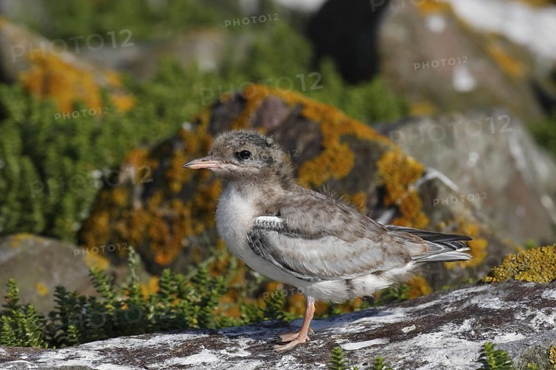 Common Tern (Sterna hirundo) juvenile, Lower Saxony, Germany