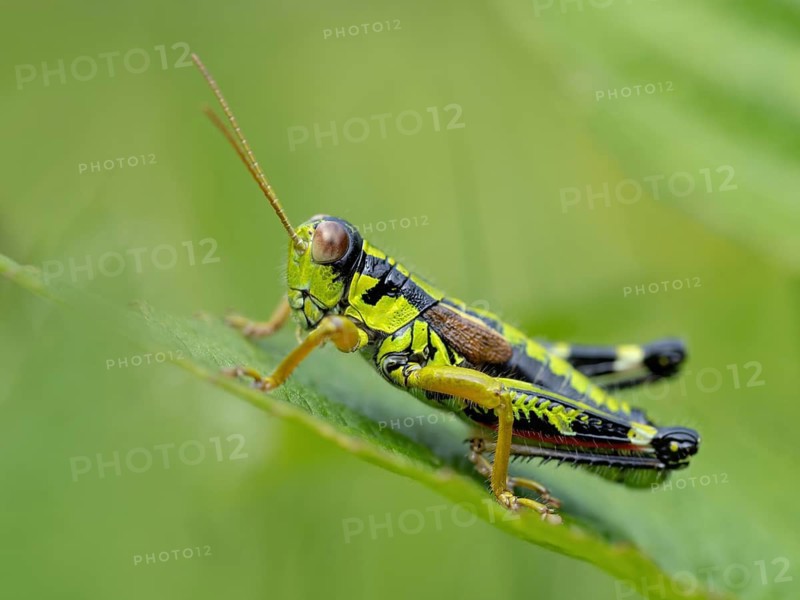 Green mountain grasshopper (Miramella alpina), Grasshopper, Green Mountain Grasshopper, grasshopper, insect, insects, close-up, Black Forest, Feldberg region, Baden-Württemberg, Federal Republic of Germany