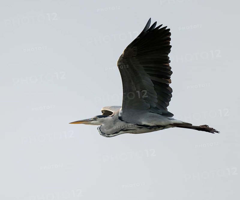 Grey heron (Ardea cinerea) in flight, Lower Saxony, Germany