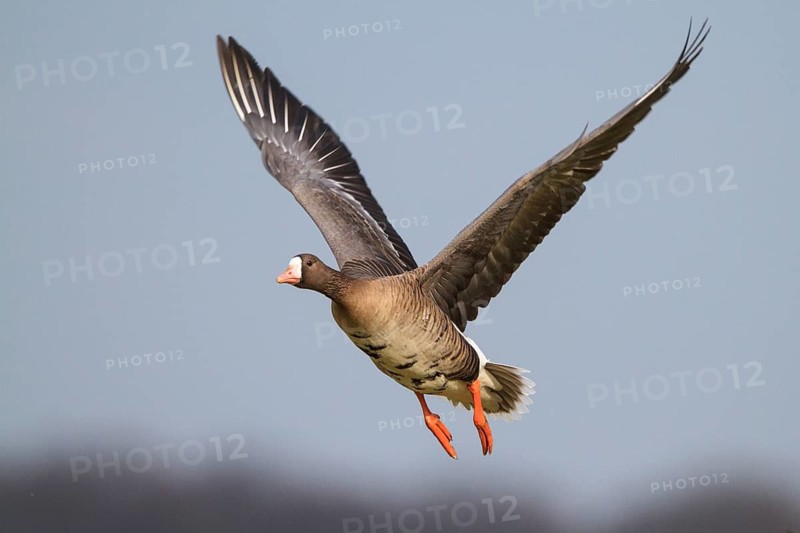Greater White-fronted Goose (Anser albifrons) flying, North Rhine-Westphalia, Germany