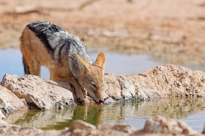 Black-backed jackal (Lupulella mesomelas), adult animal, drinking at a waterhole, Kgalagadi Transfrontier Park, Northern Cape, South Africa