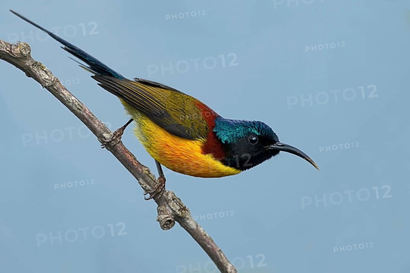 Green-tailed Sunbird (Aethopyga nipalensis) male, West Bengal, India