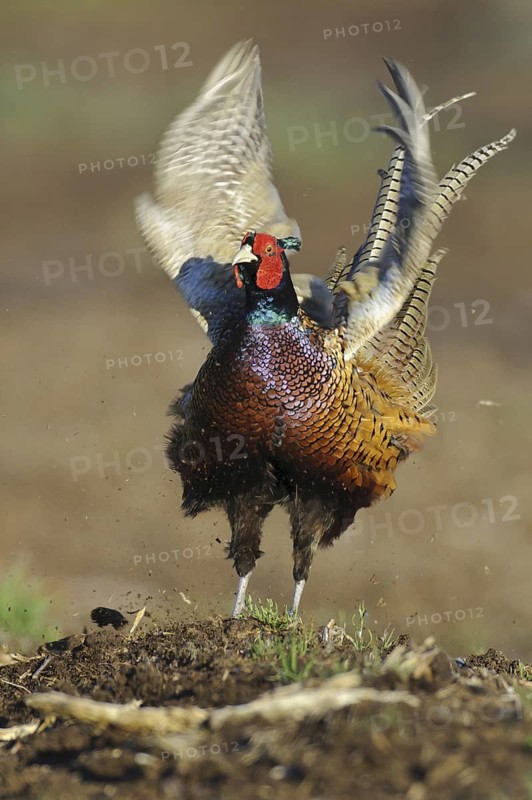 Common Pheasant (Phasianus colchicus) male, Lower Saxony, Germany