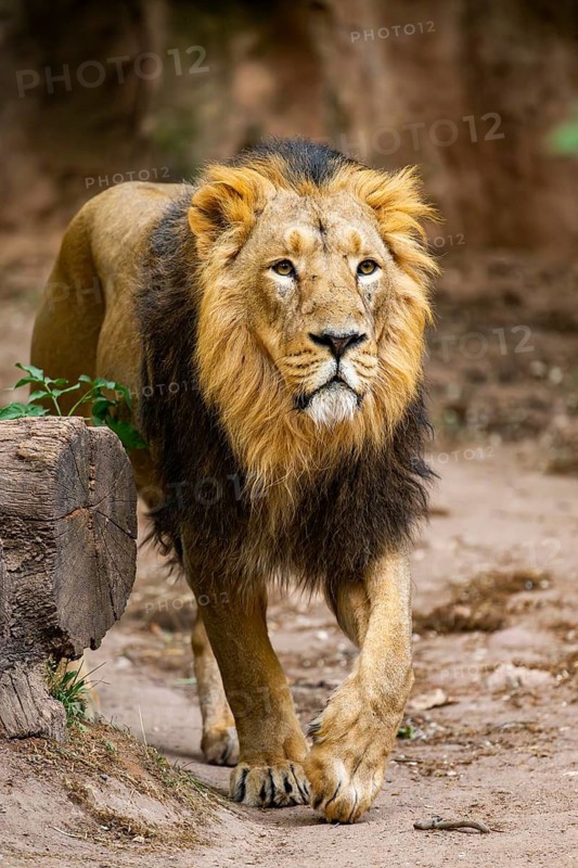 Asiatic lion (Panthera leo persica) male walking around on the ground, captive, Germany