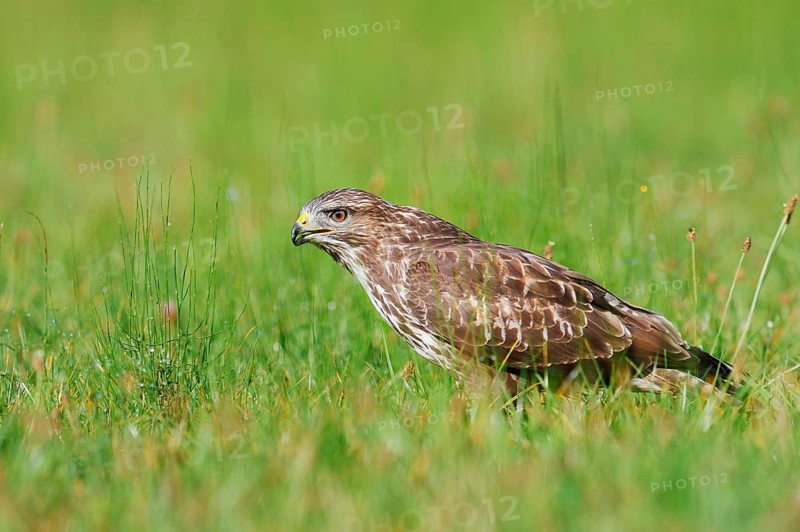 Common buzzard (Buteo buteo) sitting in a meadow, North Rhine-Westphalia, Germany