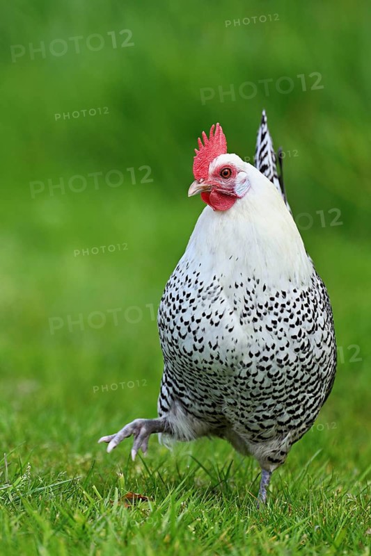 East Frisian Gull standing in a meadow, chicken breed with good utilisation characteristics, Texel, North Holland, Netherlands