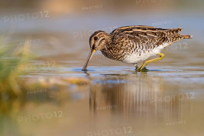 Snipe, (Gallinago gallinago), foraging, Raysut, Salalah, Sohar, Oman