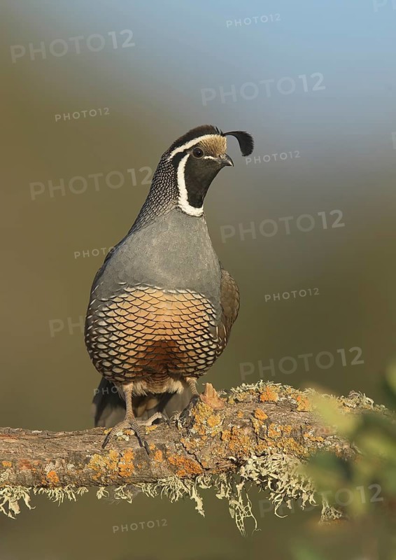 California Quail (Callipepla californica) male, California, USA