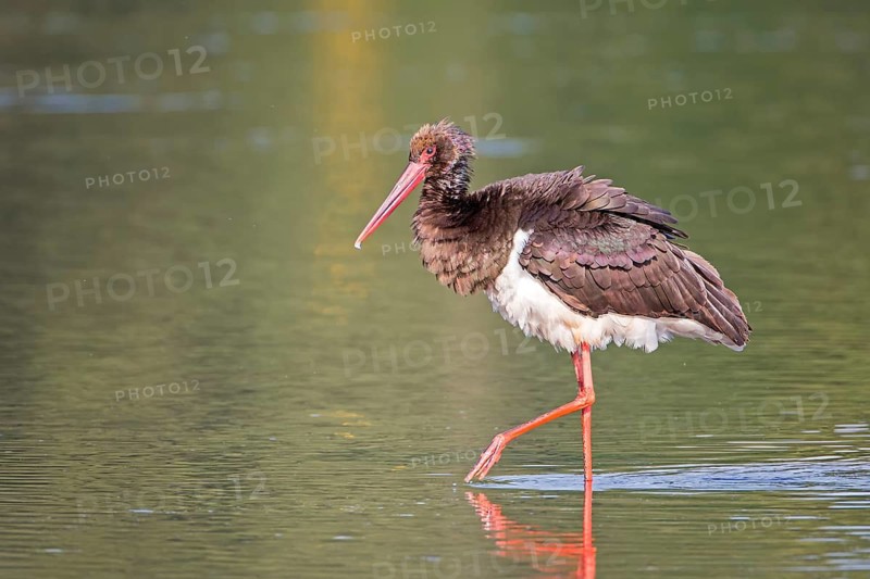 Black Stork (Ciconia nigra) foraging, Saxony-Anhalt, Germany