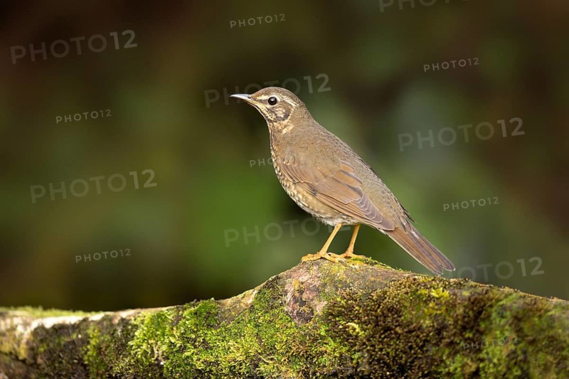 Siberian Thrush (Geokichla sibirica) female perched on a mossy log, Pahang, Malaysia