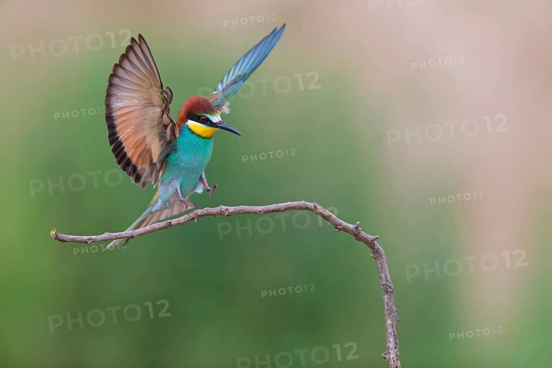 Bee-eater, (Merops apiaster), Animals, Birds, Raptor family, Perching station, Muselievo, Muselievo, Pleven, Bulgaria