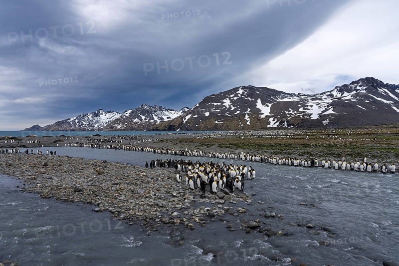 King penguins (Aptenodytes patagonicus), colony crossing a glacial river, snow-capped mountains in the background and elephant seals on the beach, St Andrews Bay, South Georgia