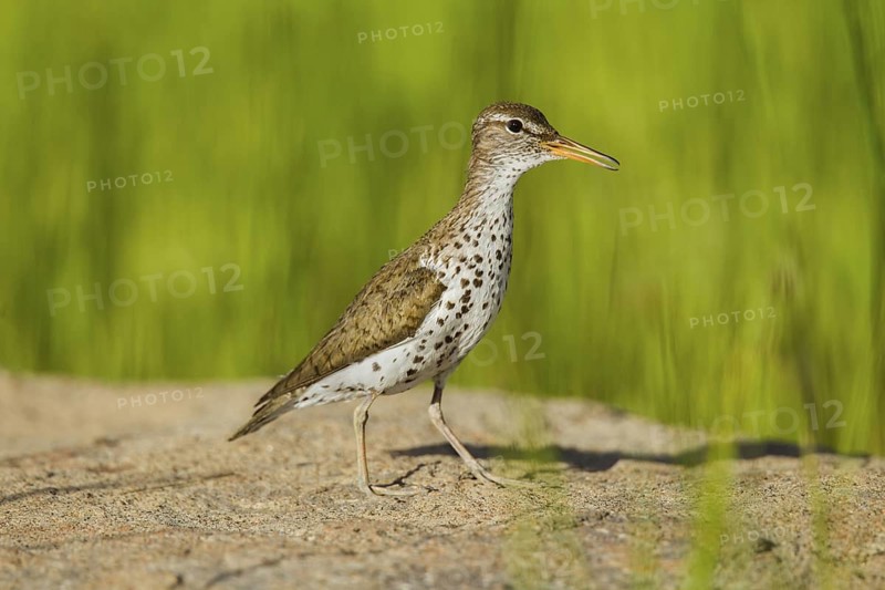 Spotted Sandpiper Actitis macularius east of Beaver, Utah, United States 4 July Adult in breeding plumage. Scolopacidae