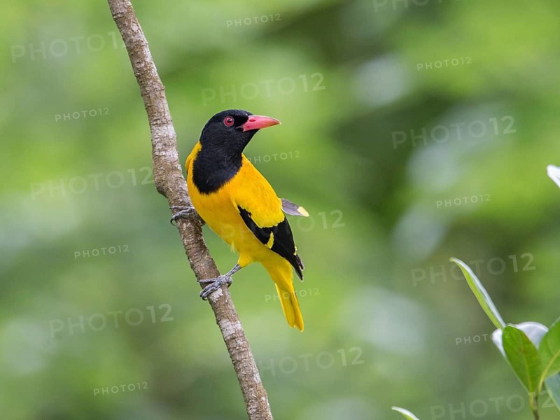 Black-hooded Oriole (Oriolus xanthornus), Sri Lanka