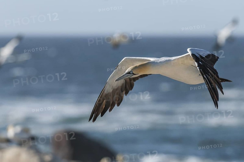 Cape Gannet (Morus capensis) flying, Western Cape, South Africa