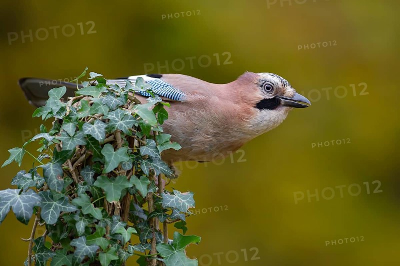 Eurasian jay (Garrulus glandarius) adult bird on an ivy clad tree stump in autumn, England, United Kingdom