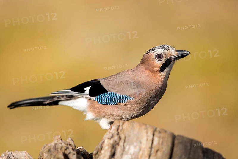 Eurasian Jay (Garrulus glandarius), Andalusia, Spain