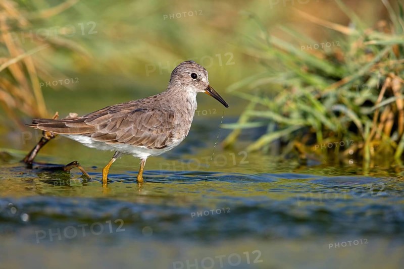 Temminck's Sandpiper, (Calidris temminckii), Animals. birds, limicoles, biotope, habitat, foraging, East Khawr Khawr Ad Dahariz, Salalah, Dhofar, Oman