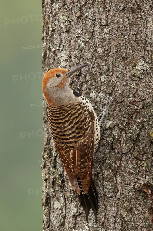 Guatemalan Flicker (Colaptes auratus mexicanoides) perched on a branch in Guatemala in Central America