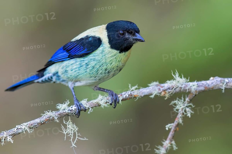 Black-headed Tanager (Tangara cyanoptera) perched on a branch in Colombia, South America