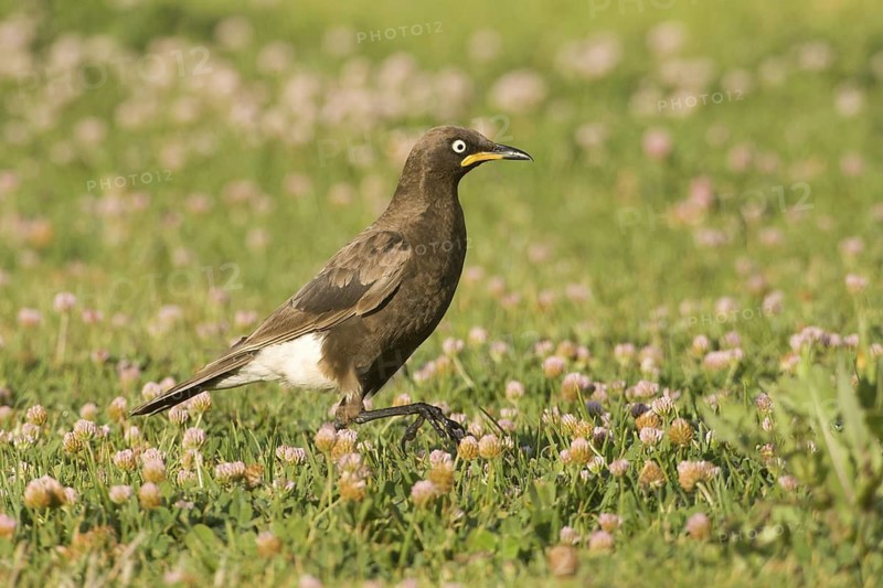 Pied Starling (Lamprotornis bicolor), South Africa