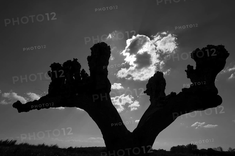 Silhouettes of trimmed Tilia × europaea linden trees (Tilia × europaea) in Festonallee backlit, black and white, Bothmar Castle, Klütz, Mecklenburg-Western Pomerania, Germany