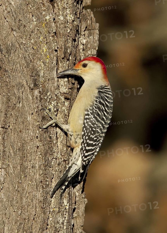 Red-bellied Woodpecker (Melanerpes carolinus), Ohio, USA