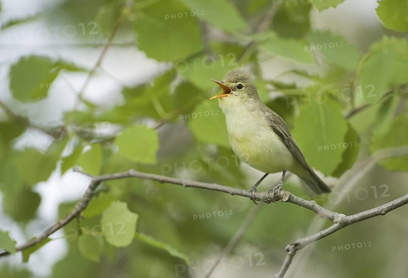 Icterine Warbler (Hippolais icterina) singing, Brandenburg, Germany
