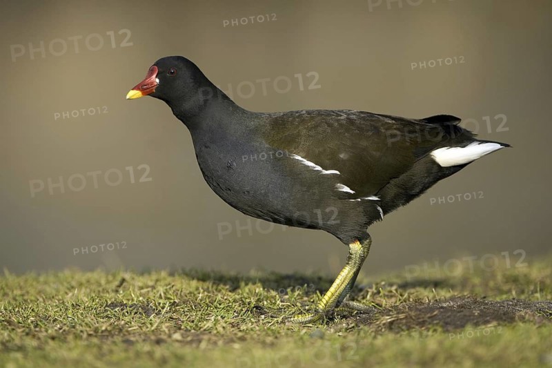 Common Moorhen (Gallinula chloropus), Lower Saxony, Germany