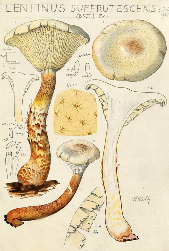 Mushroom, fungi, scaly sawfly, Neolentinus lepideus, syn. Lentinus lepideus, L. squamosus, Neolentinus suffrutescens, authentic reproduction of an illustration by Hans Walty (1868-1948) from about 1915, historical