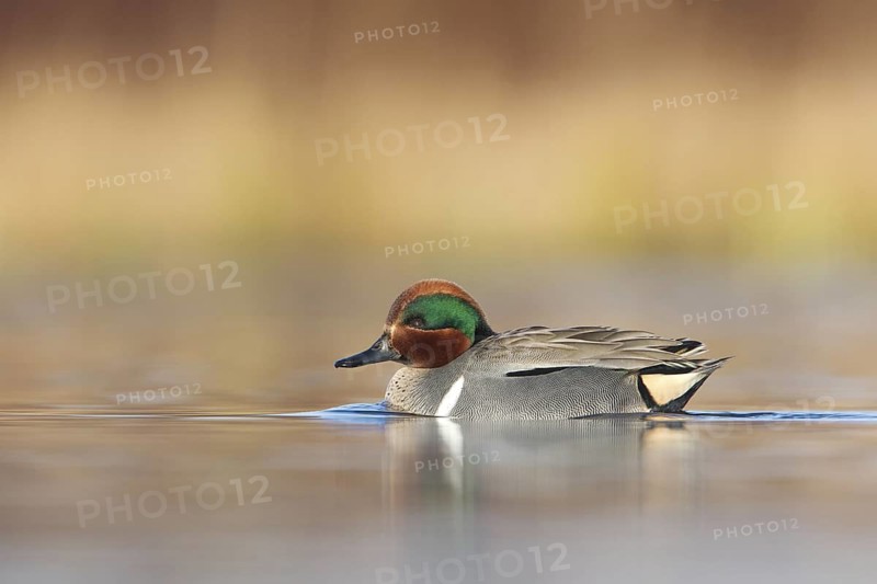 Green-winged Teal (Anas carolinensis) male, British Columbia, Canada