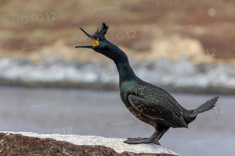 Cormorant (Phalacrocorax aristotelis), with bonnet, Hornoya, Varangerfjord, Norway
