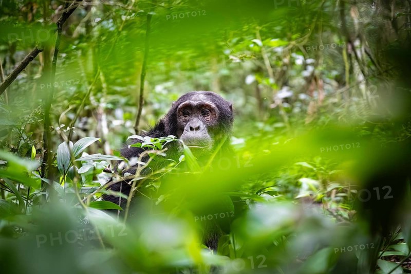 Chimpanzee (Pan Troglodytes), male looking thoughtfully, on the ground, mood, green jungle in Kibale National Park, Uganda