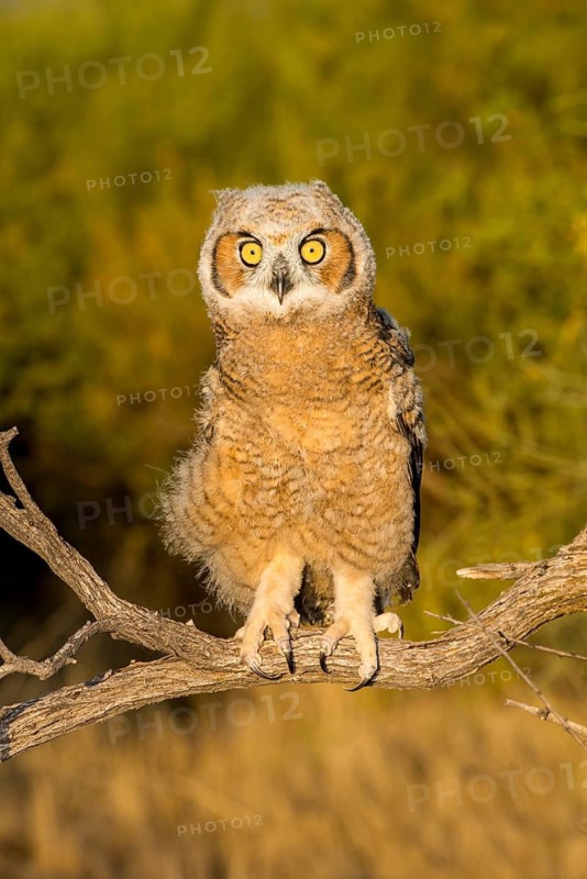 Great Horned Owl Bubo virginianus Tucson, Arizona, United States 21 May Immature Strigidae