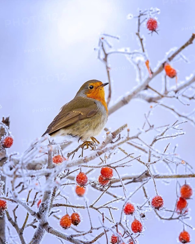 European Robin (Erithacus rubecula) perched on a branch with red berries, Saxony-Anhalt, Germany