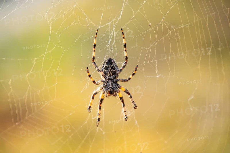 European garden spider (Araneus diadematus) hanging on a spider web at eveing on the island of Cres, Croatia