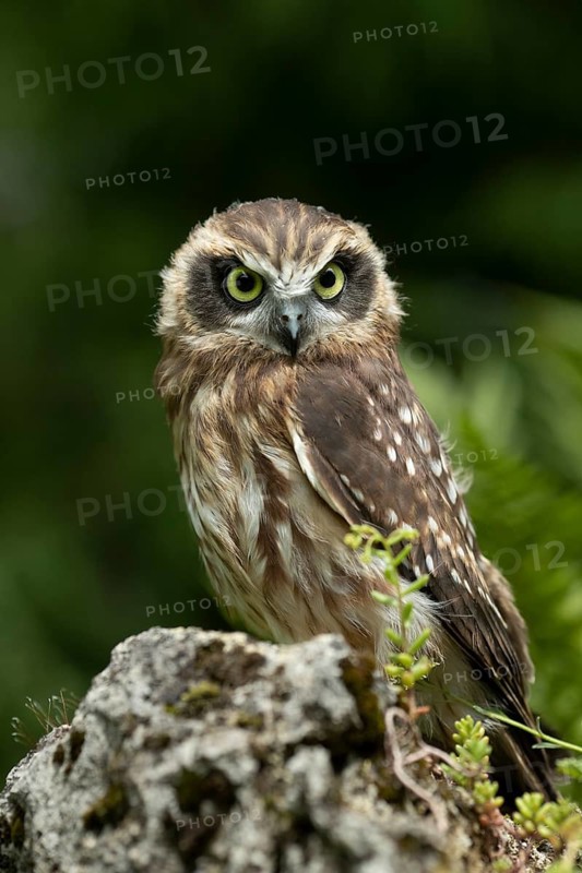 Morepork (Ninox novaeseelandiae) juvenile, captive, Germany