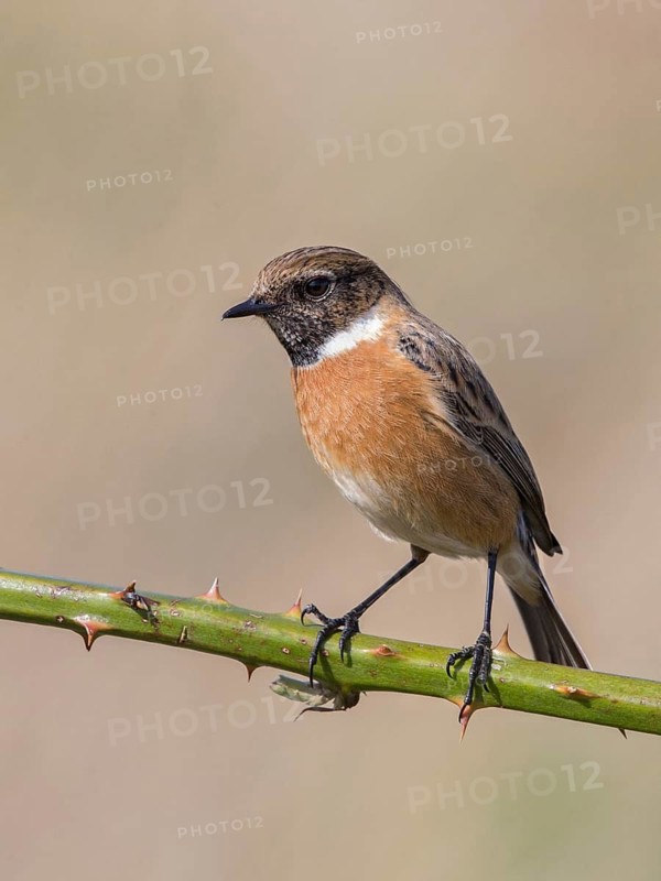 European Stonechat (Saxicola rubicola) male, United Kingdom