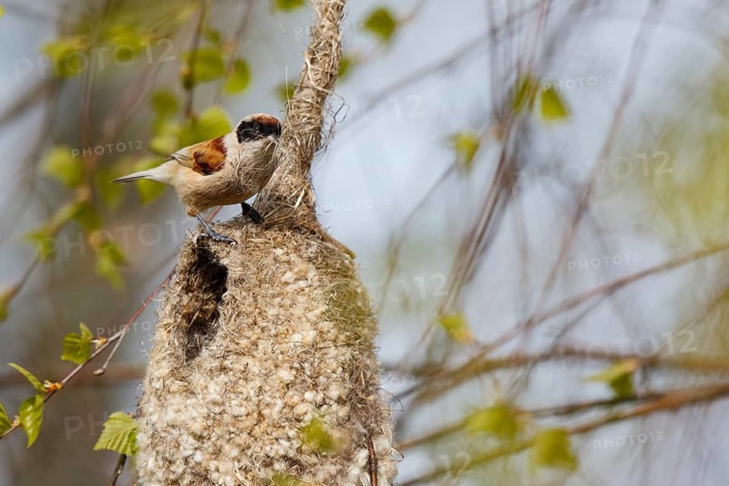 Eurasian Penduline Tit (Remiz pendulinus) male building nest, Poland