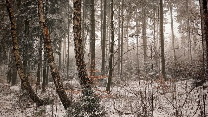 Snow-covered forest with frozen branches and a quiet atmosphere, hiking on the Rennsteig in winter, Frankenwald nature park Park